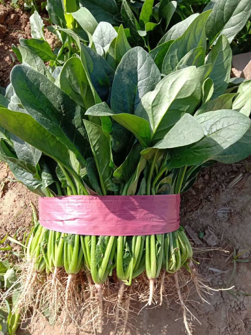 【河南滑县大棚大叶菠菜大量上市代发全国