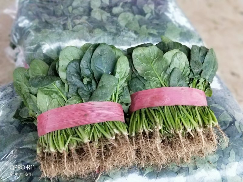 【河南滑县大棚大叶菠菜大量上市代发全国