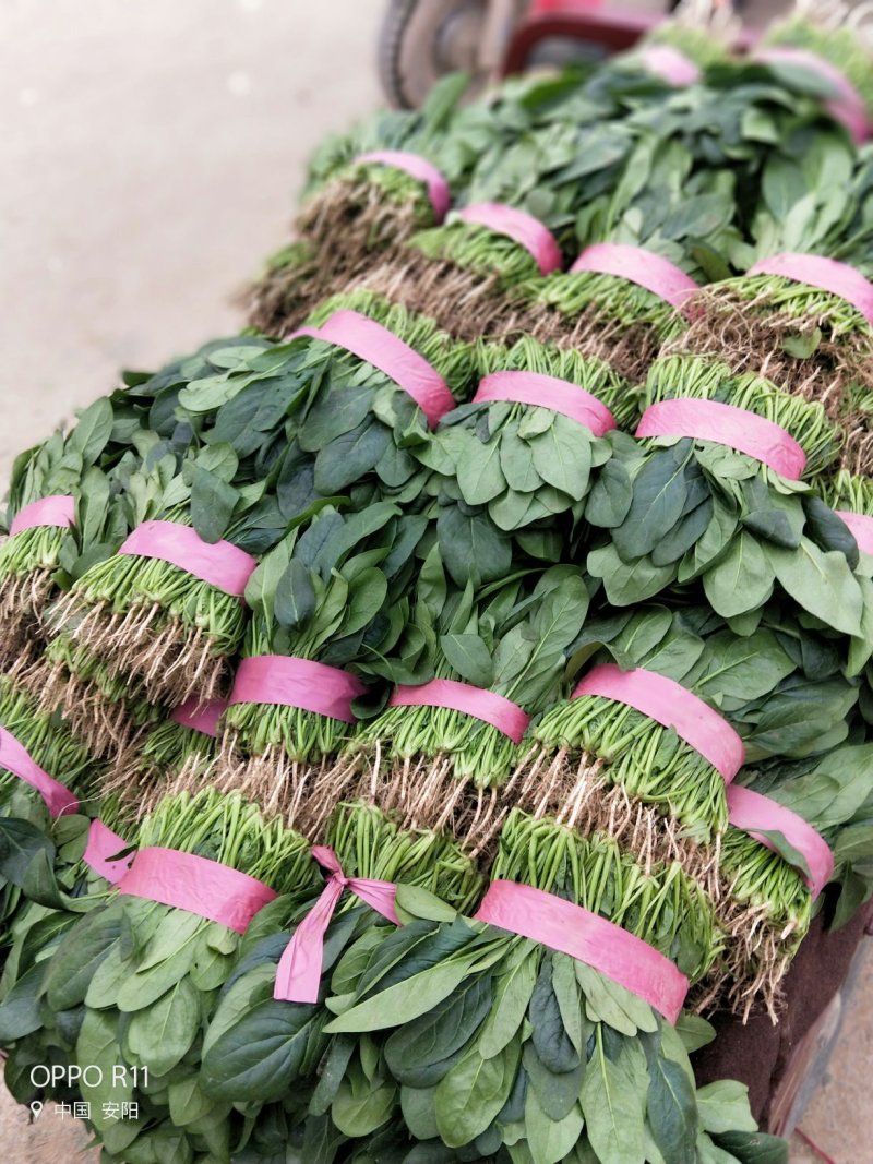【河南滑县大棚大叶菠菜大量上市代发全国
