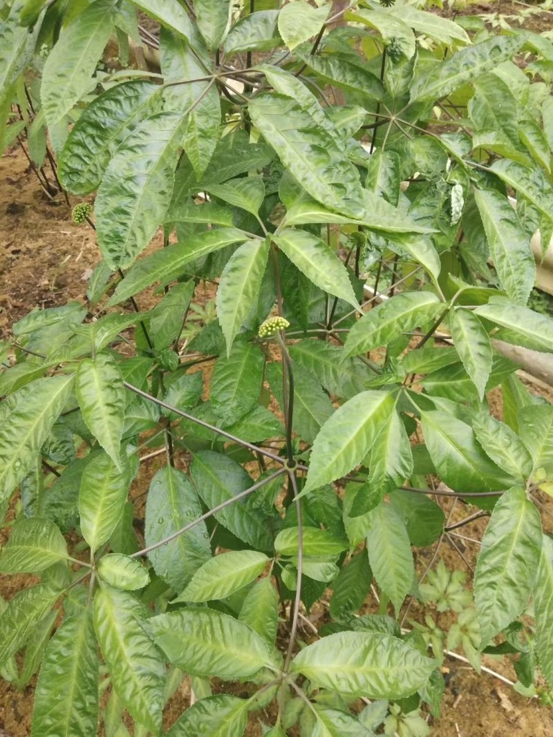 三七，文山三七，田七，云南三七，野生三七。