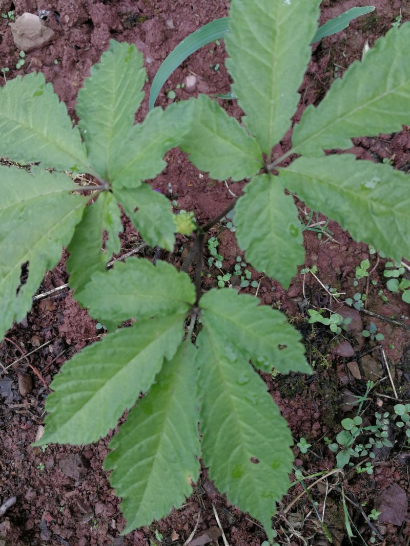 三七，文山三七，田七，云南三七，野生三七。