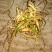 三七，文山三七，田七，云南三七，野生三七。