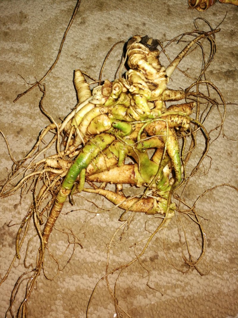 三七，文山三七，田七，云南三七，野生三七。