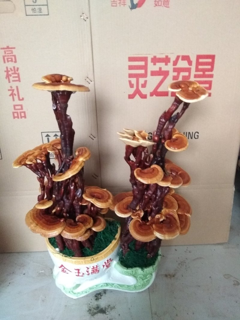 灵芝盆景盆栽活体种植客厅室内办公室四季常青基地供应
