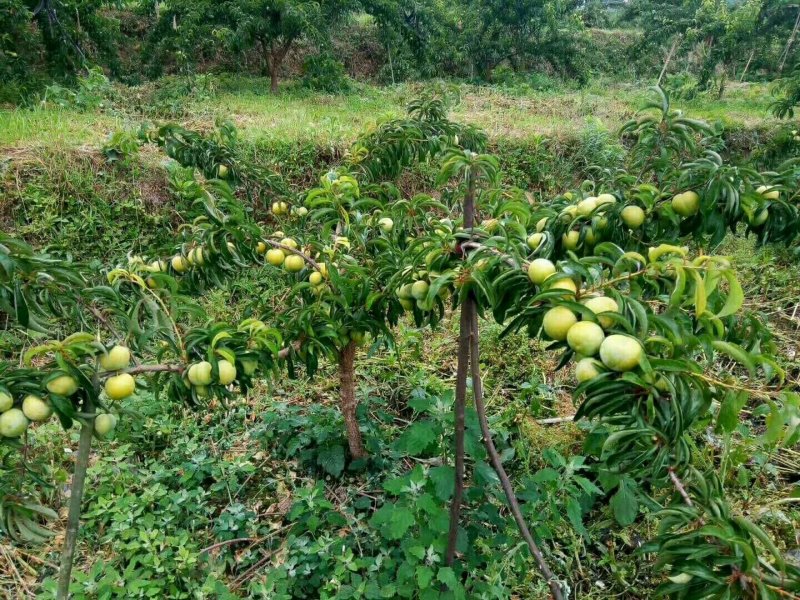 蜂糖李子苗、蜂糖李树苗，3-5公分当年种植当年结果