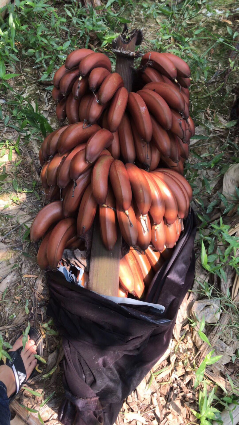 红香蕉降价基地精品超市专用支持一件代发