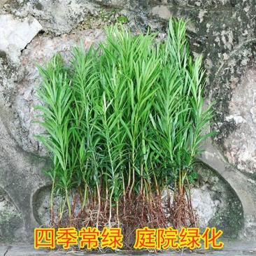 罗汉松树苗罗汉松小苗罗汉松苗罗汉松盆景小苗