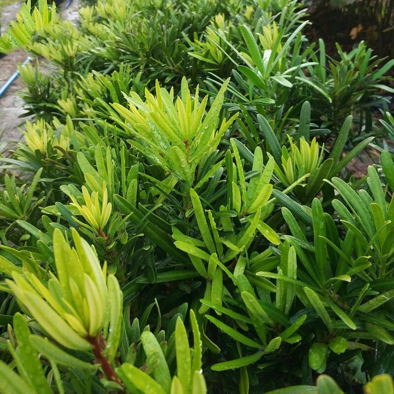 罗汉松树苗罗汉松小苗罗汉松苗罗汉松盆景小苗