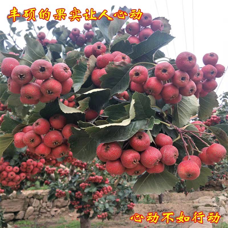 大金星嫁接山楂树苗个大肉脆产量高当年结果