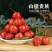 大金星嫁接山楂树苗个大肉脆产量高当年结果