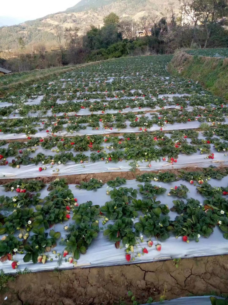 四川凉山奶油草莓红颜巧克力东草莓烘焙馅料批发电商一件代发