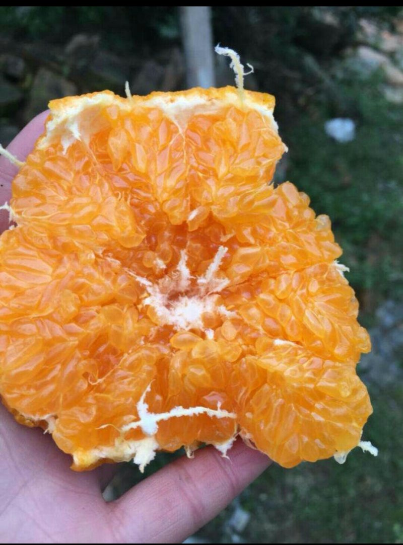 红美人柑橘苗