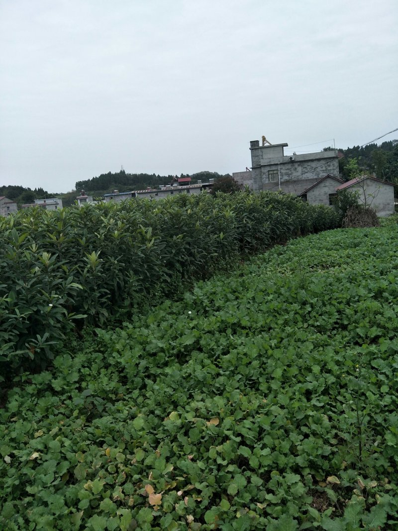 红美人柑橘苗