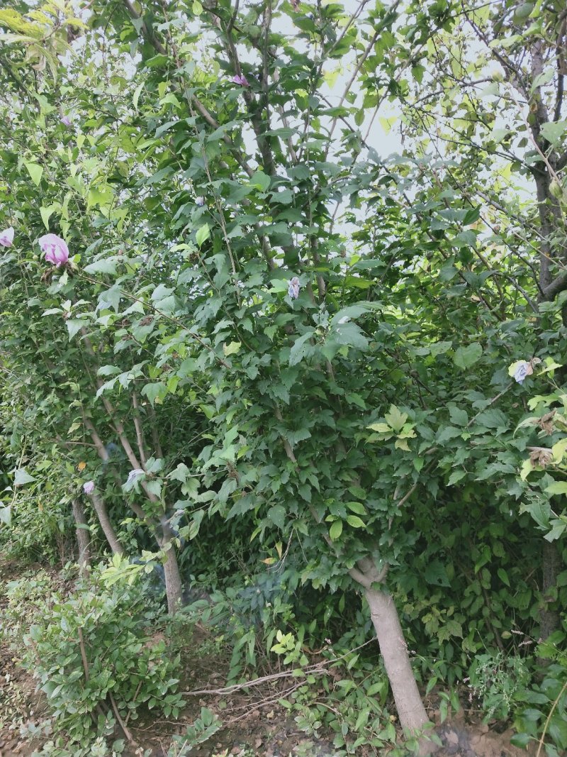 独杆木槿：各种规格独杆木槿