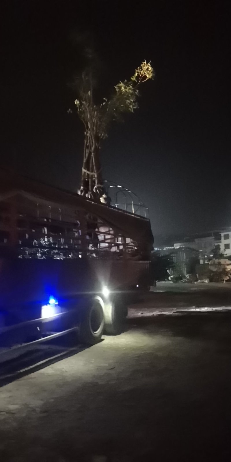 长期供应各种规格占地桂花树，全冠树，量大包送，树坏包赔