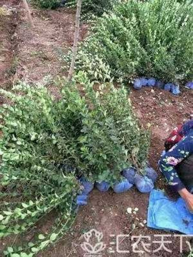胶东卫矛：胶东卫矛：卫矛