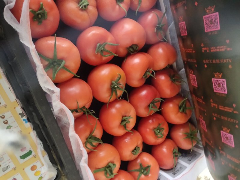 万亩硬粉西红柿货源充足，质量保证，欢迎客户前来本市场采购