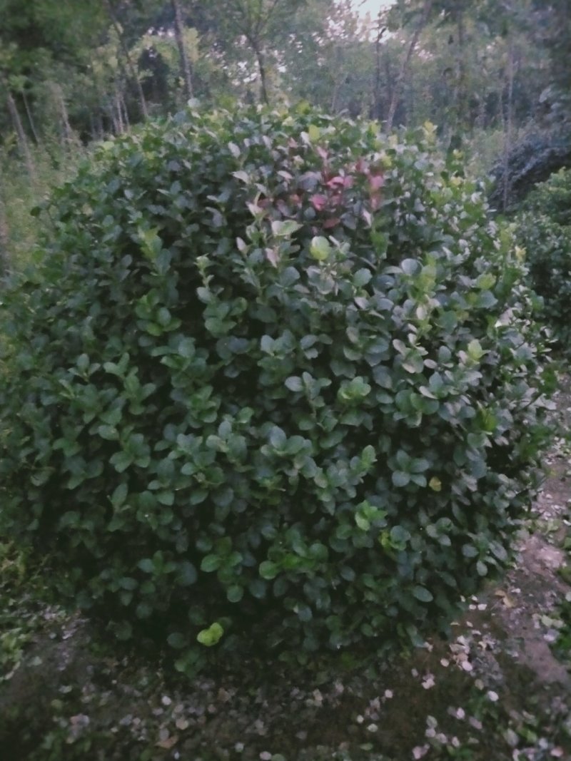 胶东卫矛球：胶东卫矛球：