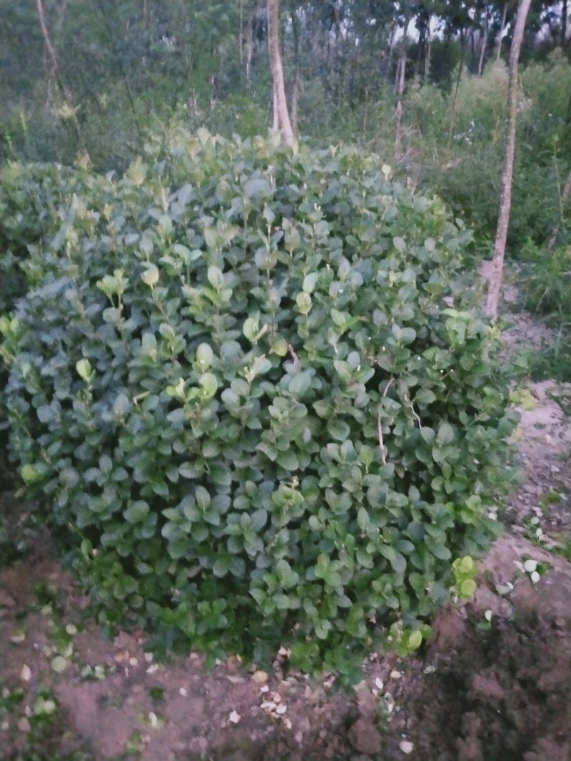 胶东卫矛球：胶东卫矛球：