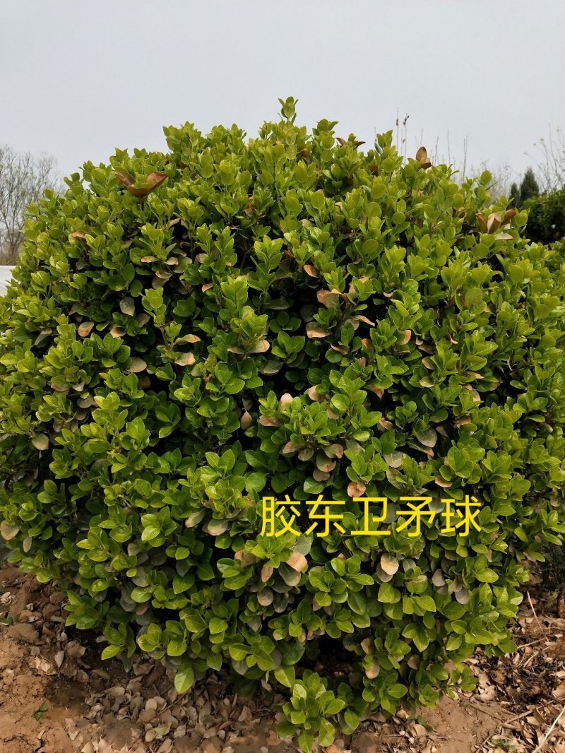 胶东卫矛球：胶东卫矛球：