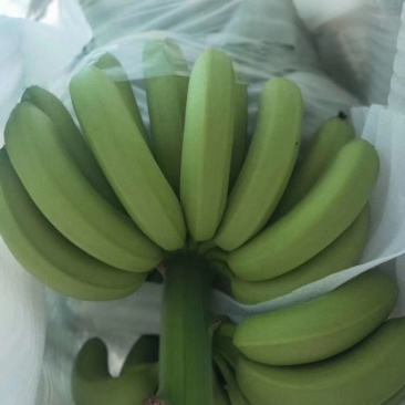 香蕉，香蕉代办