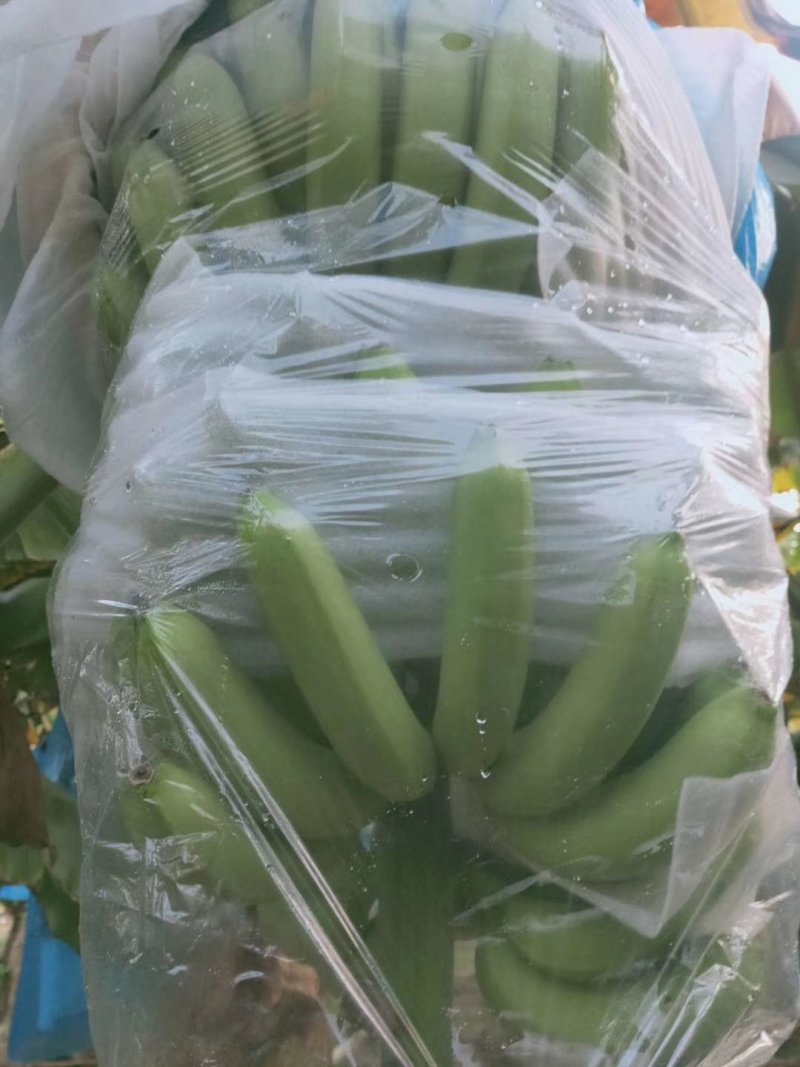 香蕉，香蕉代办