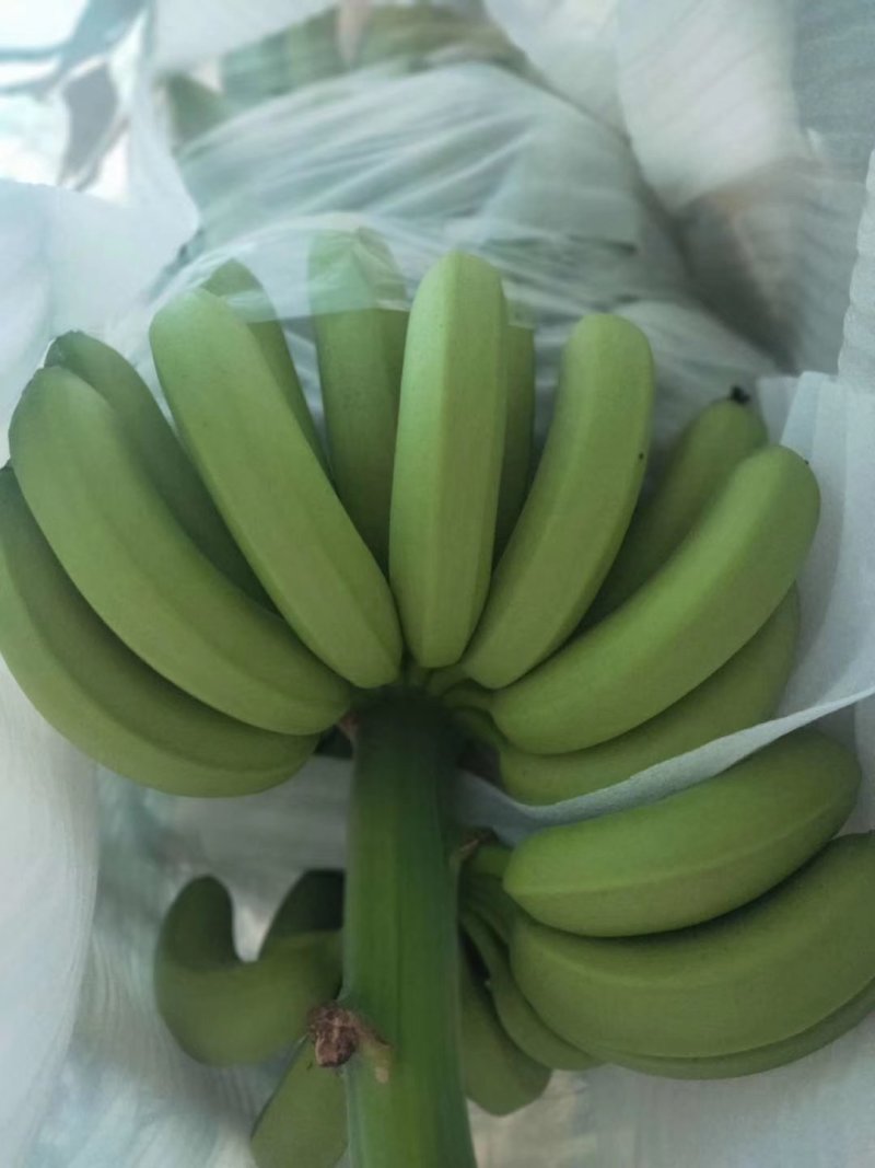 香蕉，香蕉代办