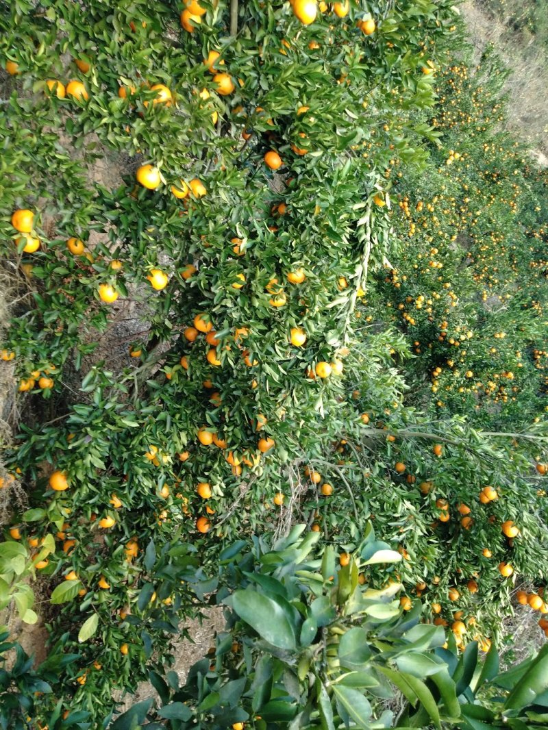 永春芦柑今年阳光足，雨少病虫少果甜，支持现场检测糖度。