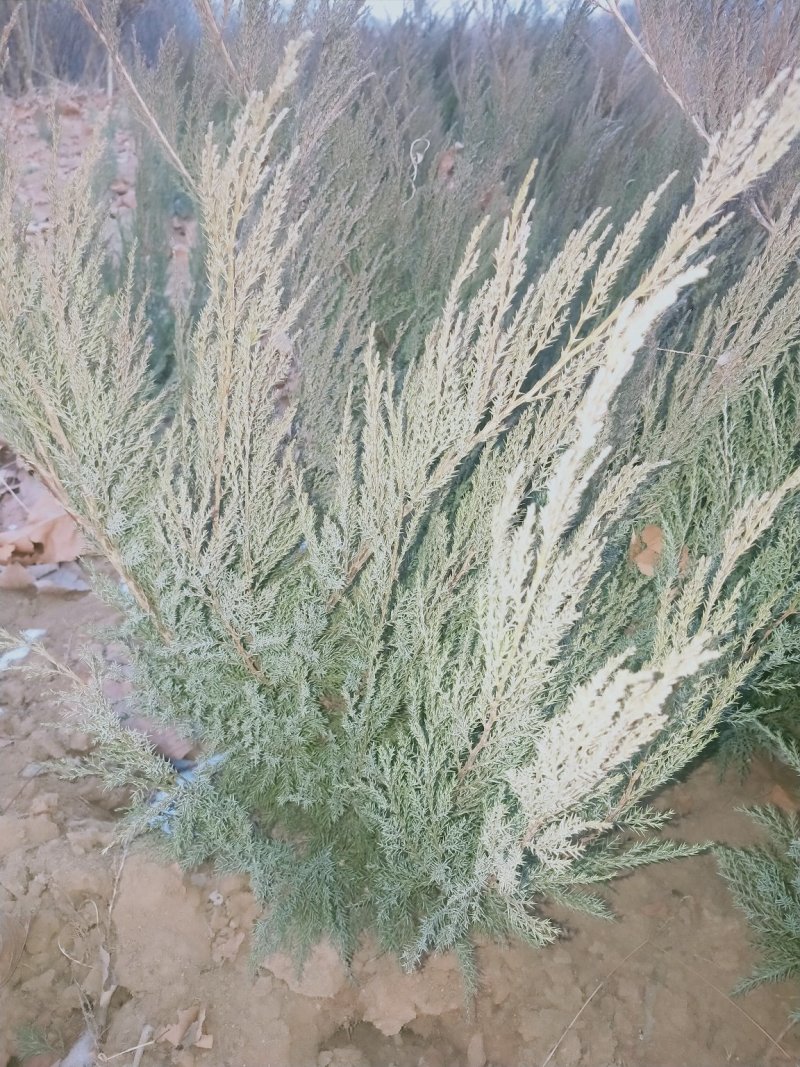 沙地柏：沙地柏：沙地柏：