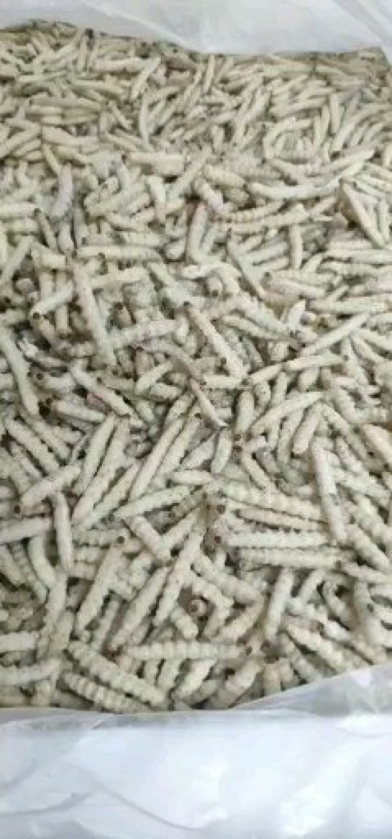 竹虫无冰干冻，小竹虫，竹节虫，不裹冰，广州发全国