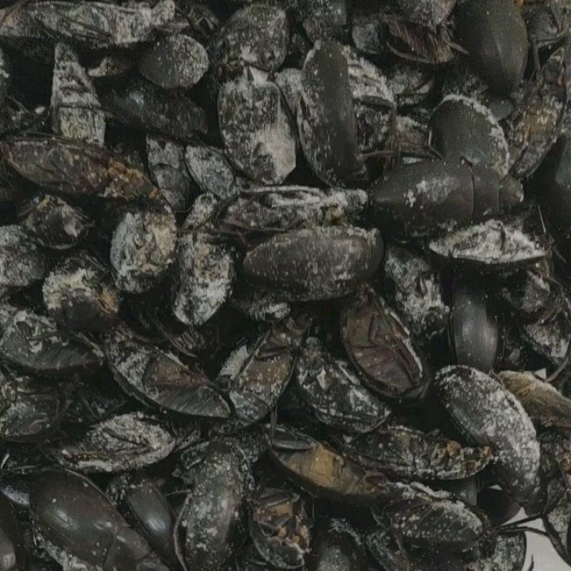 （现货）新货，熟冻黑龙虱，膏多肉厚
