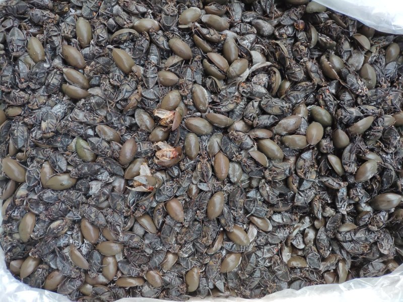 （现货）新货，熟冻黑龙虱，膏多肉厚