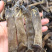 大沙虫原色大沙虫无漂白大沙虫足干厚肉