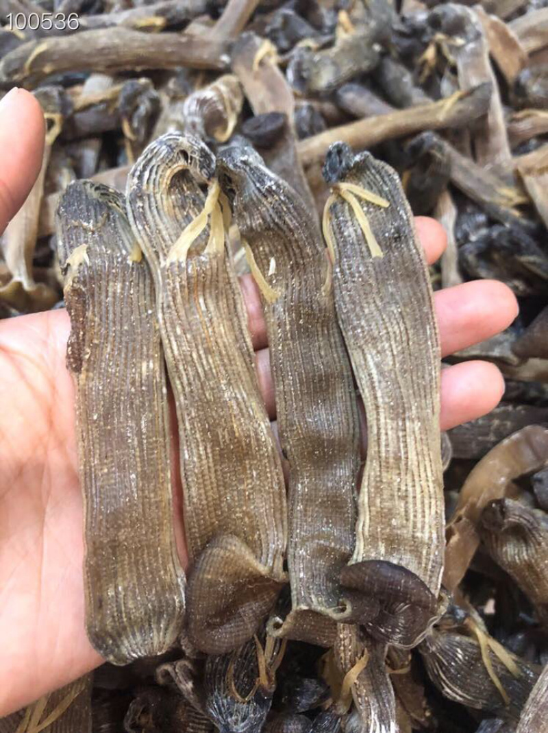 大沙虫原色大沙虫无漂白大沙虫足干厚肉