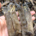 大沙虫原色大沙虫无漂白大沙虫足干厚肉