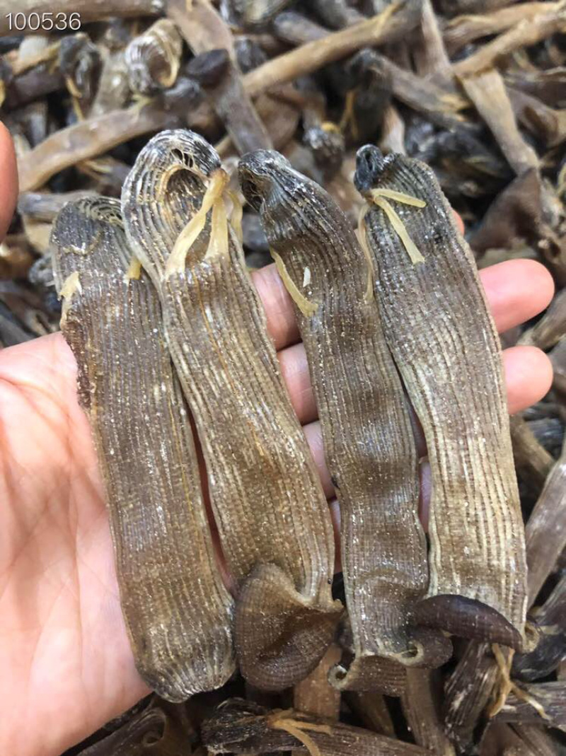 大沙虫原色大沙虫无漂白大沙虫足干厚肉