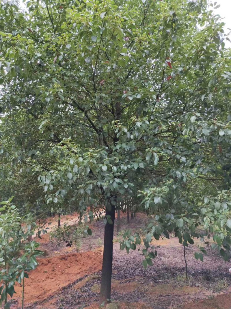 香樟精品货大量现货供应，欢迎有需要的新，老客户来实地考察