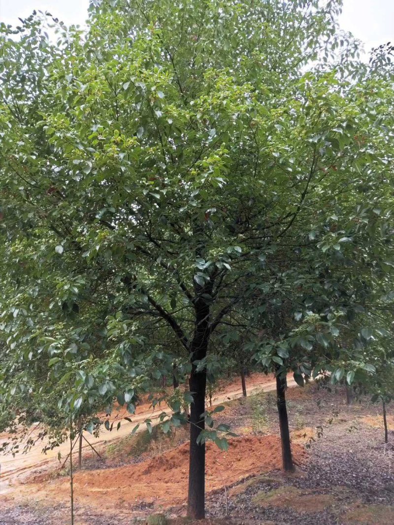 香樟精品货大量现货供应，欢迎有需要的新，老客户来实地考察