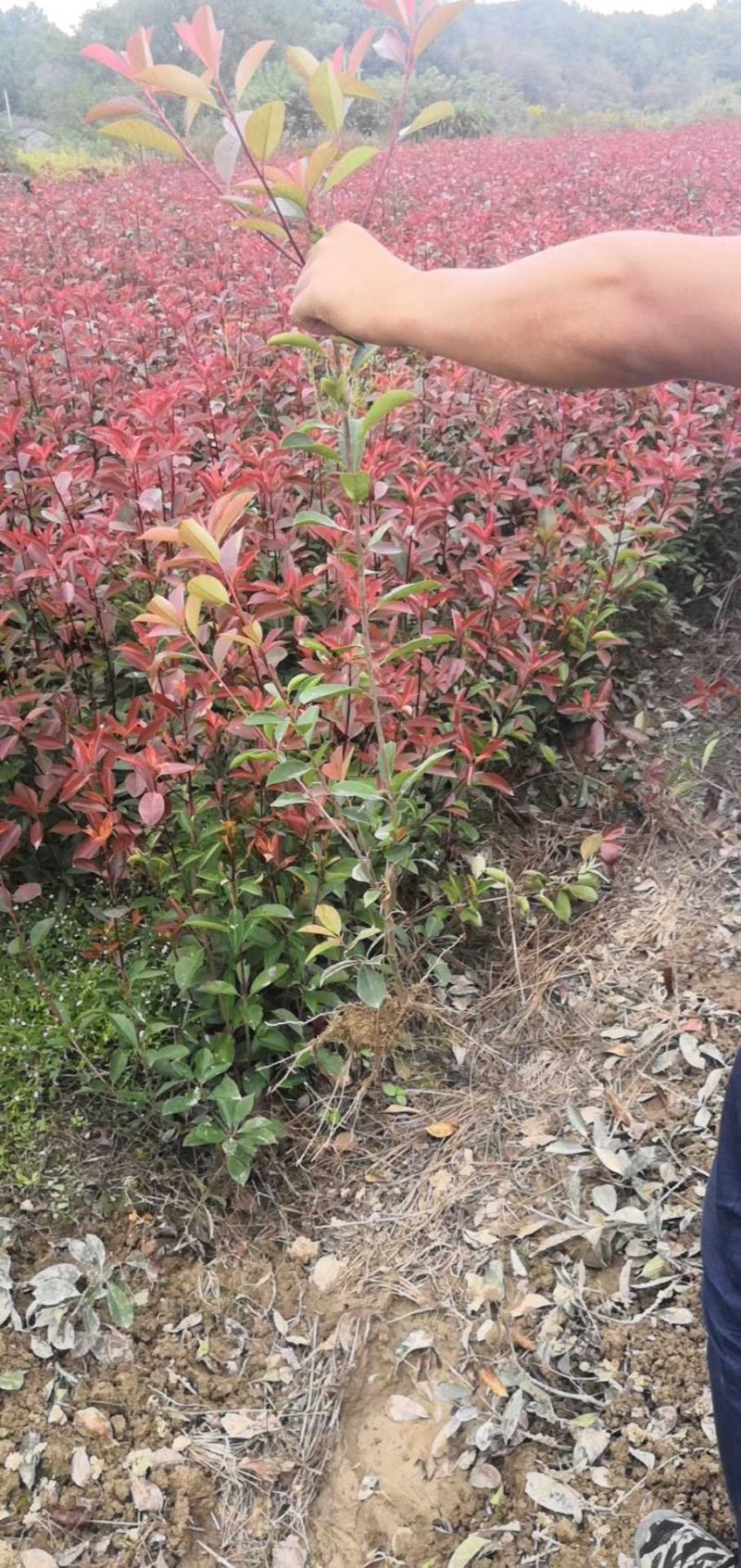 红叶石楠精品货大量现货供应，欢迎有需要的新，老客户来实地
