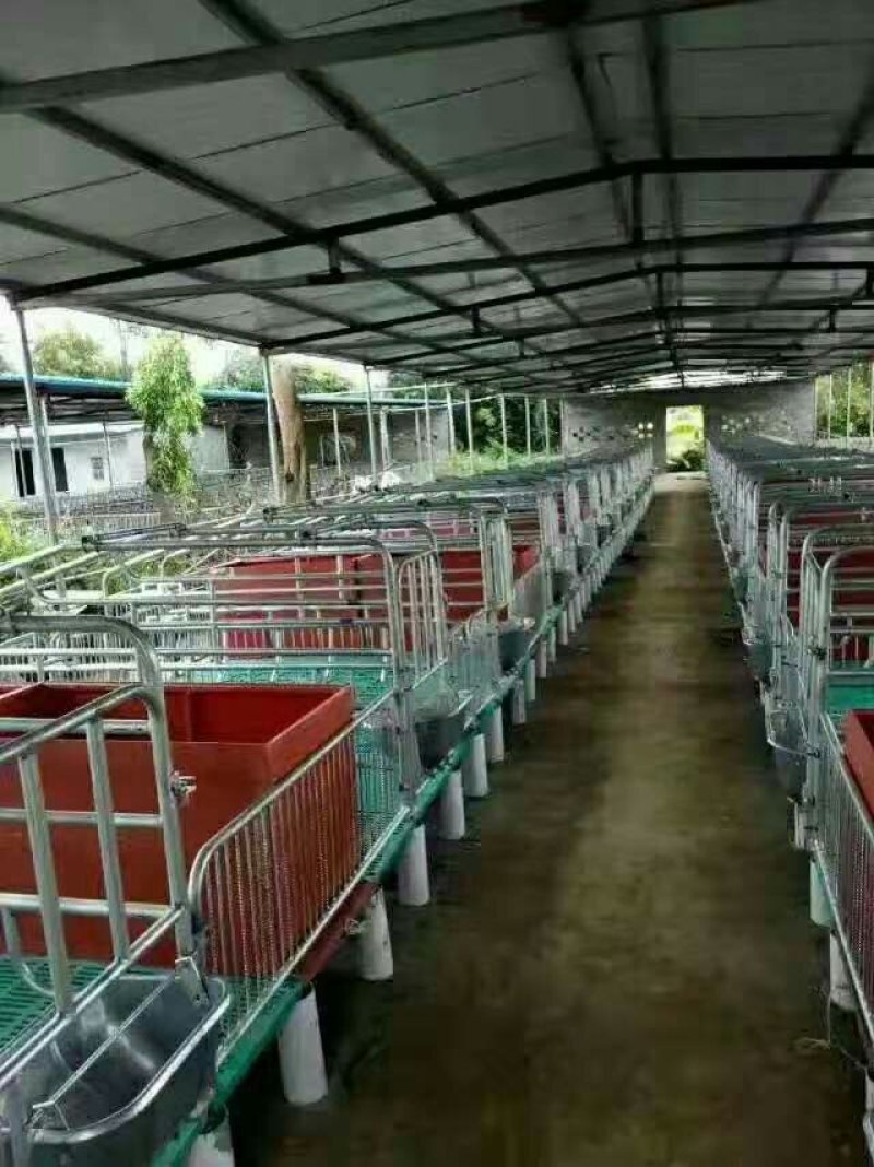 母猪产床母猪定位栏限位栏肉猪限位栏养猪设备