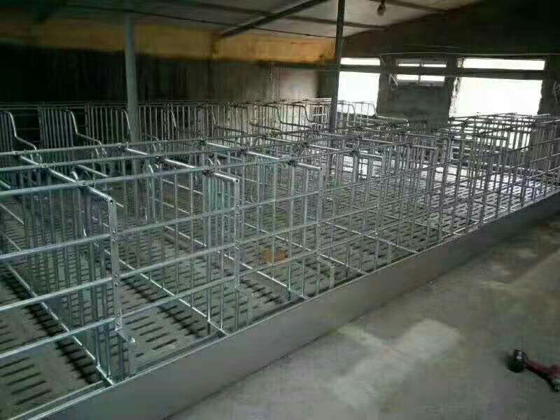 母猪产床母猪定位栏限位栏肉猪限位栏养猪设备