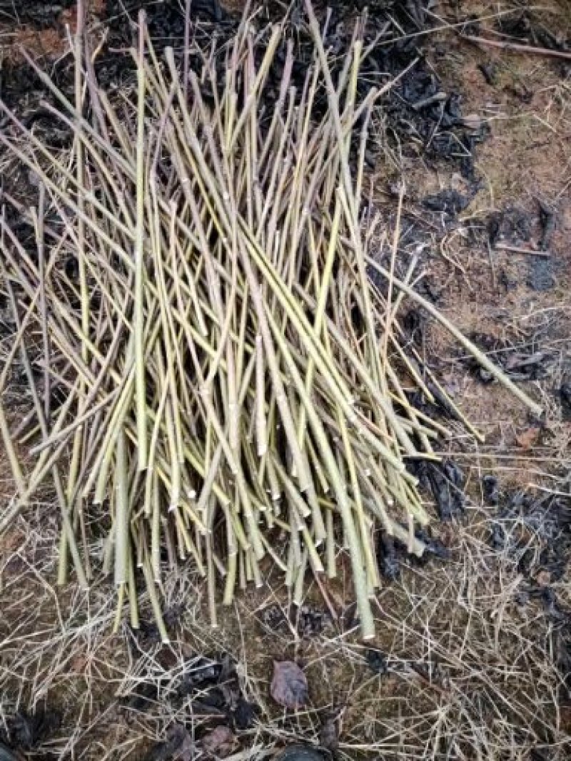 江西中花吴茱萸扦插枝条，品种纯正基地直供，可供育苗技术