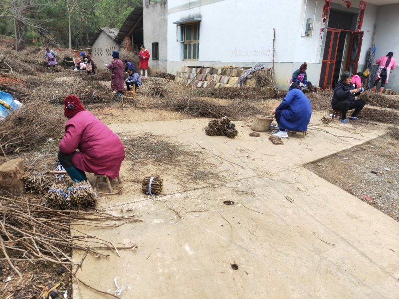 单叶蔓荆子枝条批发，品种纯正高含量品种，江西产地道地药材