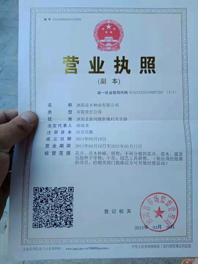 荷兰菊种子新种子保发芽质量好欢迎选购