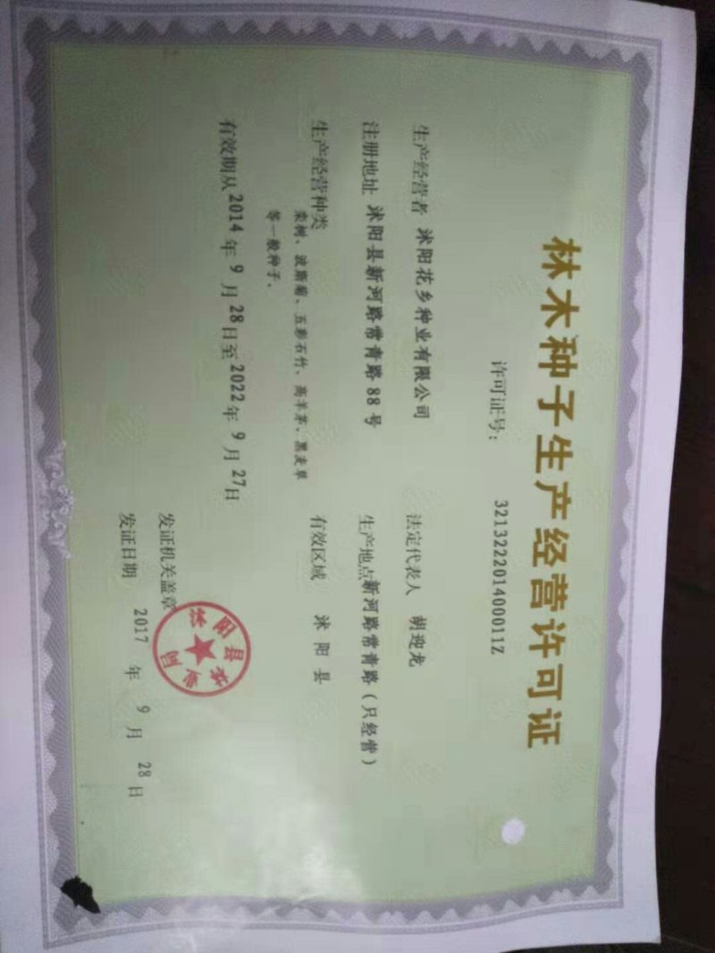 荷兰菊种子新种子保发芽质量好欢迎选购