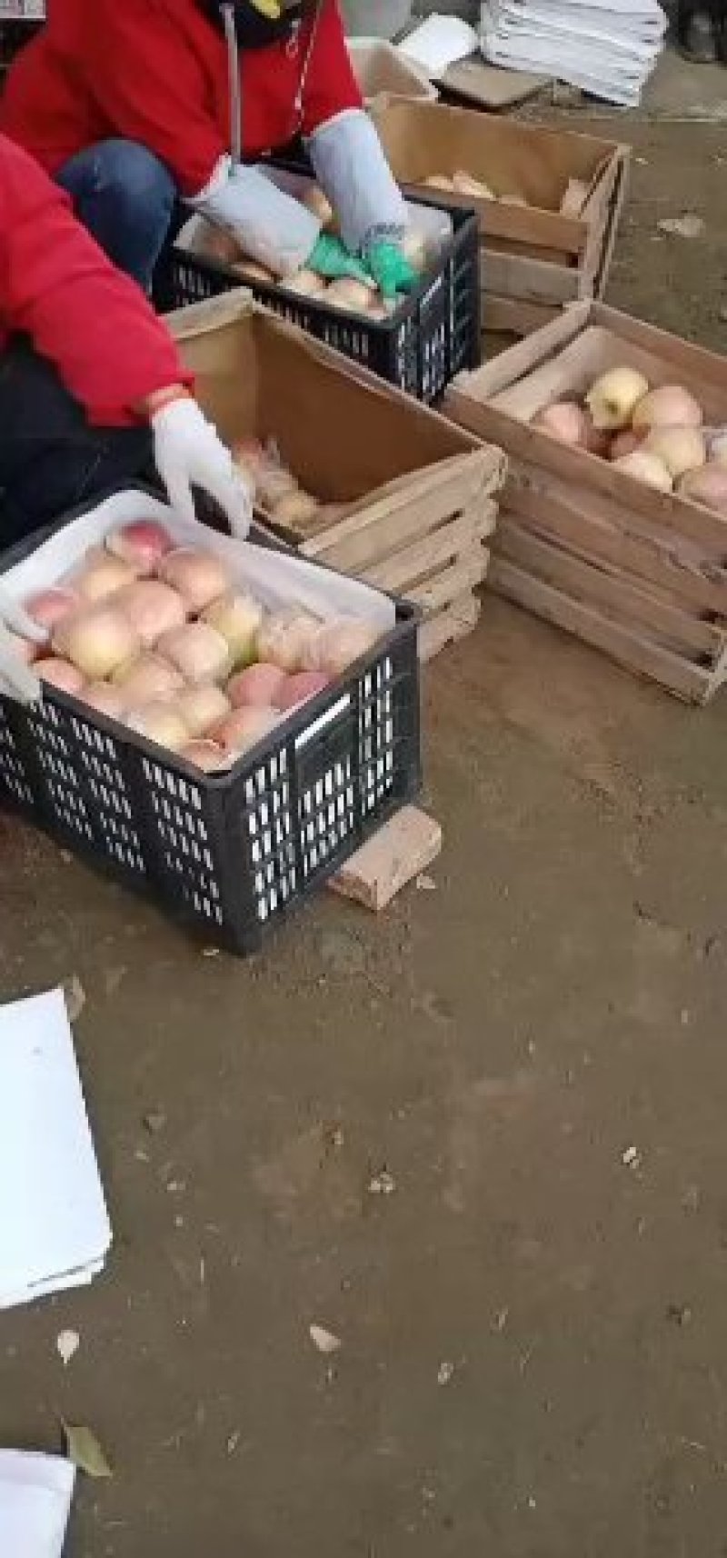 红富士苹果，大量现货，一手货源
