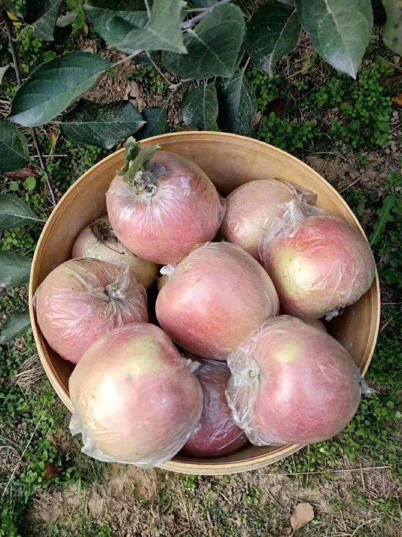 红富士苹果，大量现货，一手货源