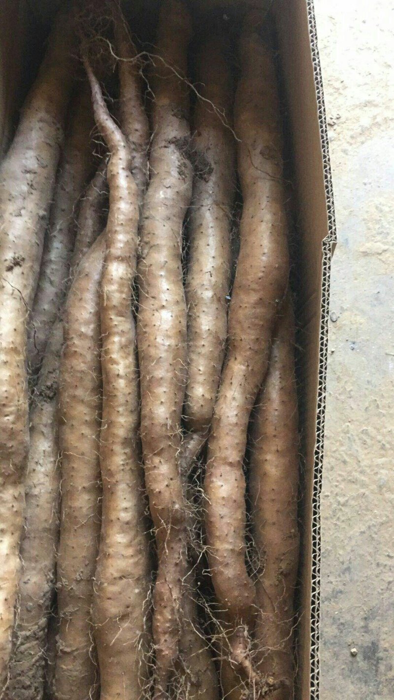 山药种子