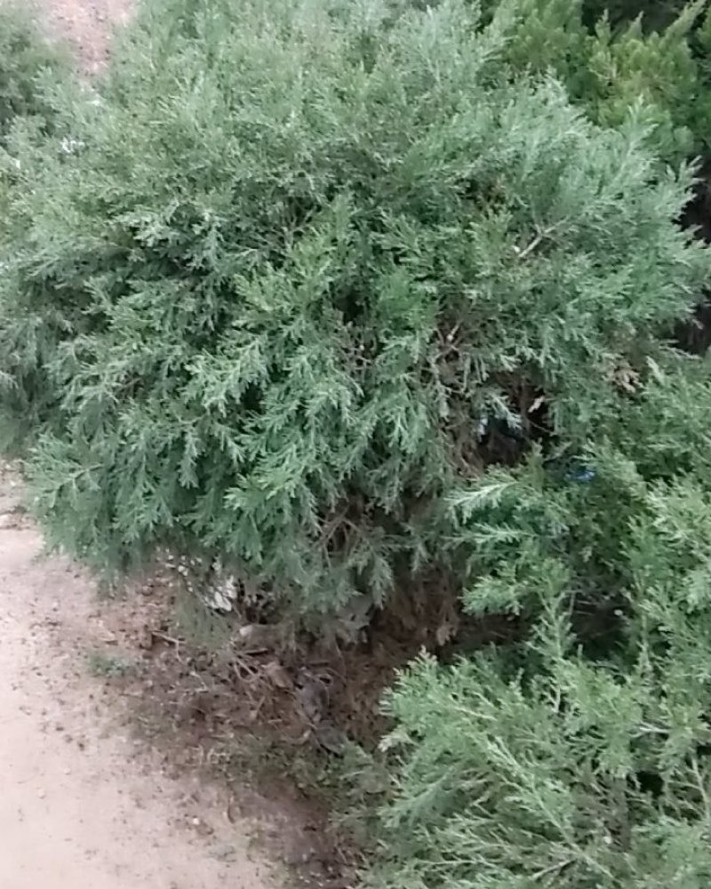 桧柏书名蜀桧一至多年生齐全四季常青苗木规格齐全
