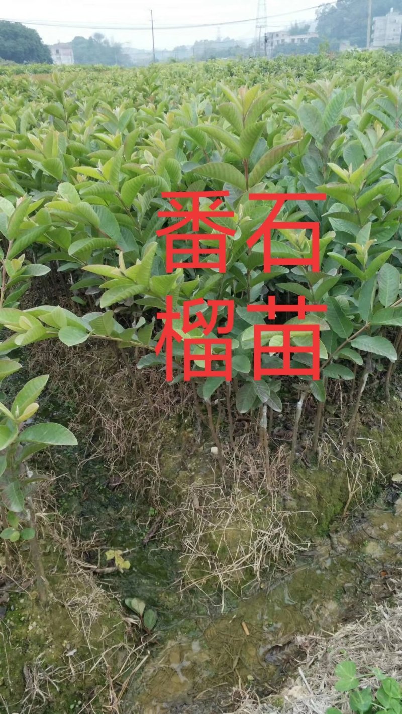 番石榴苗，红宝石少籽，四季珍珠番石榴苗，广西发货，当年结